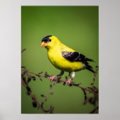Amerikaans Goldfinch Poster (Voorkant)