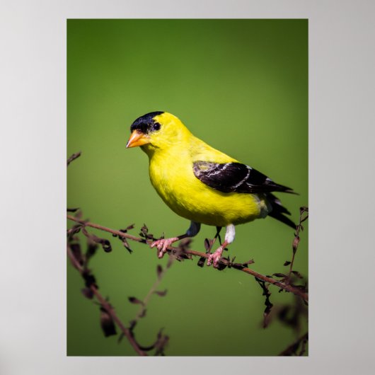 Amerikaans Goldfinch Poster (Voorkant)