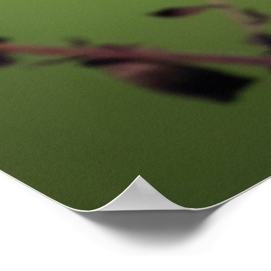 Amerikaans Goldfinch Poster (Hoek)