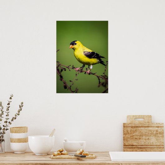 Amerikaans Goldfinch Poster (Keuken)