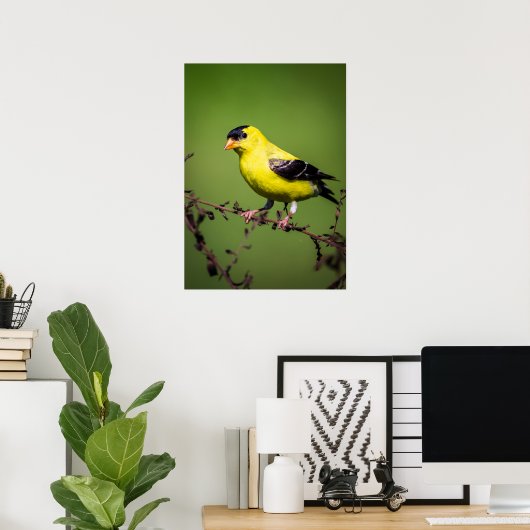 Amerikaans Goldfinch Poster (Thuiskantoor)