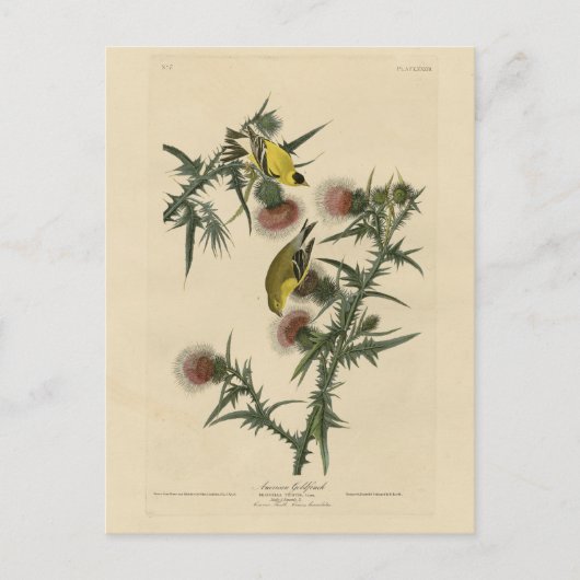 Amerikaans Goldfinch uit Audubon's Birds of Americ Briefkaart (Voorkant)