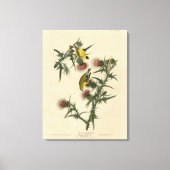 Amerikaans Goldfinch uit Audubon's Birds of Americ Canvas Afdruk (Voorkant)