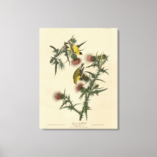Amerikaans Goldfinch uit Audubon's Birds of Americ Canvas Afdruk (Voorkant)