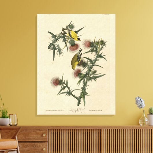 Amerikaans Goldfinch uit Audubon's Birds of Americ Canvas Afdruk (Insitu (Woonkamer))