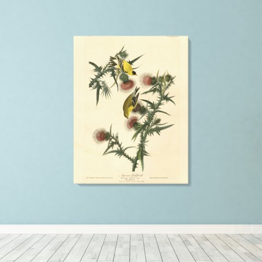 Amerikaans Goldfinch uit Audubon's Birds of Americ Canvas Afdruk (Insitu (Houten vloer))