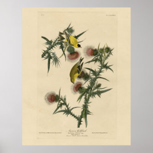 Amerikaans Goldfinch uit Audubon's Birds of Americ Poster