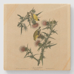 Amerikaans Goldfinch uit Audubon's Birds of Americ Stenen Onderzetter