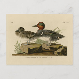 Amerikaans groen Blauwgroen van Audubon's vogel Briefkaart