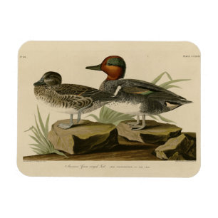 Amerikaans groen Blauwgroen van Audubon's vogel Magneet