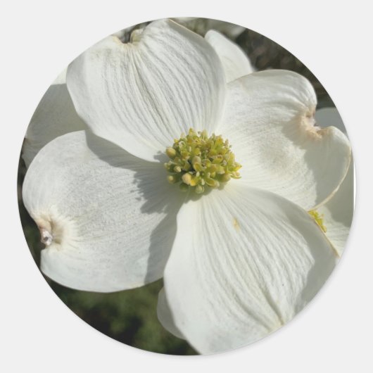 Amerikaans hondenhout (Cornus florida) Ronde Sticker (Voorkant)