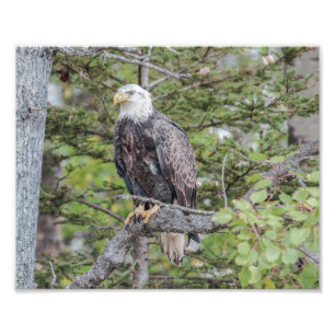 Amerikaans Kaal Eagle die in een Boom zitten Foto Afdruk