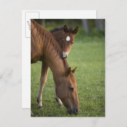 Amerikaans kwartpaardmerg en colt in het veld op briefkaart (Voorkant / Achterkant)