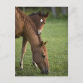 Amerikaans kwartpaardmerg en colt in het veld op briefkaart (Voorkant)