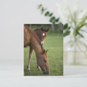 Amerikaans kwartpaardmerg en colt in het veld op briefkaart (Staand voorkant)