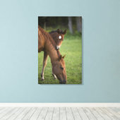 Amerikaans kwartpaardmerg en colt in het veld op canvas afdruk (Insitu (Houten vloer))