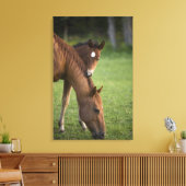 Amerikaans kwartpaardmerg en colt in het veld op canvas afdruk (Insitu (Woonkamer))