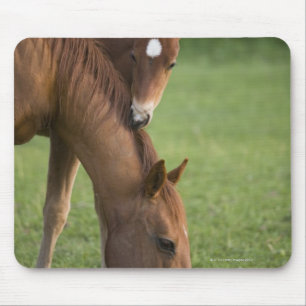 Amerikaans kwartpaardmerg en colt in het veld op muismat