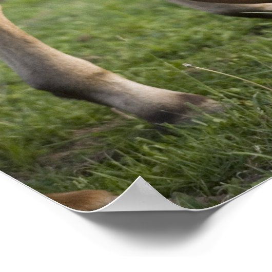 Amerikaans kwartpaardmerg en colt in het veld op poster (Hoek)