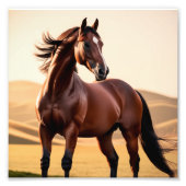 Amerikaans paard foto afdruk (Voorkant)