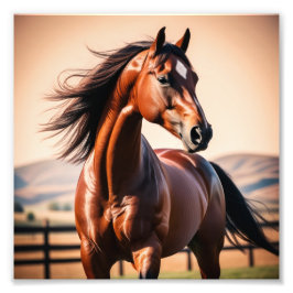 Amerikaans paard foto afdruk