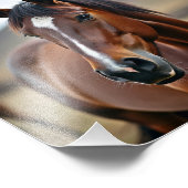 Amerikaans paard foto afdruk (Hoek)