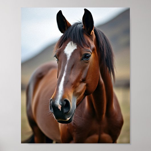Amerikaans paard poster (Voorkant)
