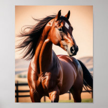 Amerikaans paard