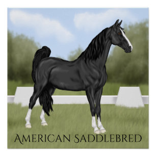 Amerikaans paard van zadelras perfect poster