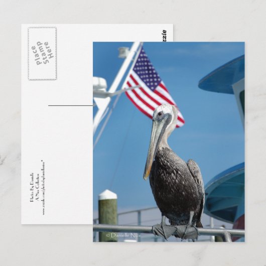 Amerikaans Pelicaans Briefkaart (Voorkant / Achterkant)
