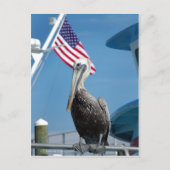Amerikaans Pelicaans Briefkaart (Voorkant)
