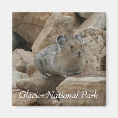 Amerikaans Pika, Nationaal Park Glacier Magneet (Voorkant)