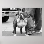Amerikaans Poster Staffordshire Terrier (Voorkant)