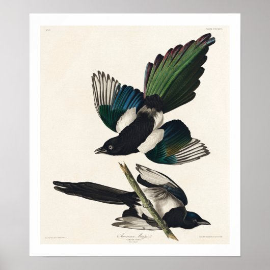 Amerikaans Poster van Audubon (Voorkant)