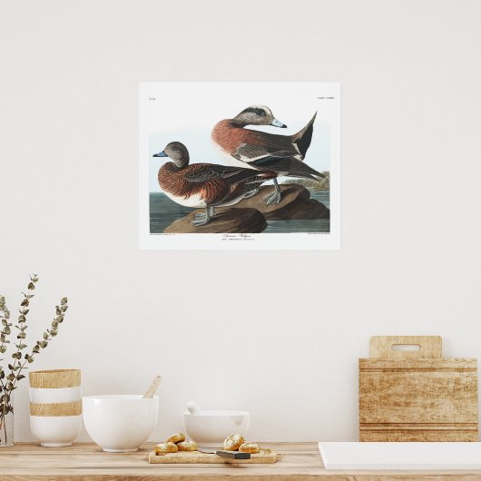 Amerikaans Poster van de Breedkaudubon (Keuken)