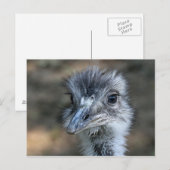 Amerikaans Rhea-portret Briefkaart (Voorkant / Achterkant)