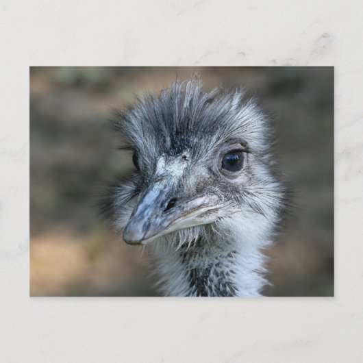Amerikaans Rhea-portret Briefkaart (Voorkant)