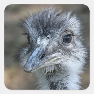 Amerikaans Rhea-portret Vierkante Sticker