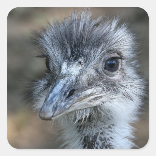 Amerikaans Rhea-portret Vierkante Sticker (Voorkant)