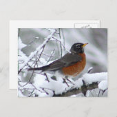 Amerikaans Robin Bird Briefkaart (Voorkant / Achterkant)