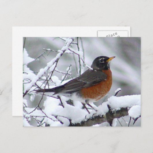 Amerikaans Robin Bird Briefkaart (Voorkant / Achterkant)