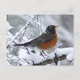 Amerikaans Robin Bird Briefkaart