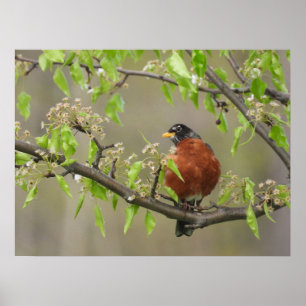Amerikaans Robin en Spring Blossom Poster
