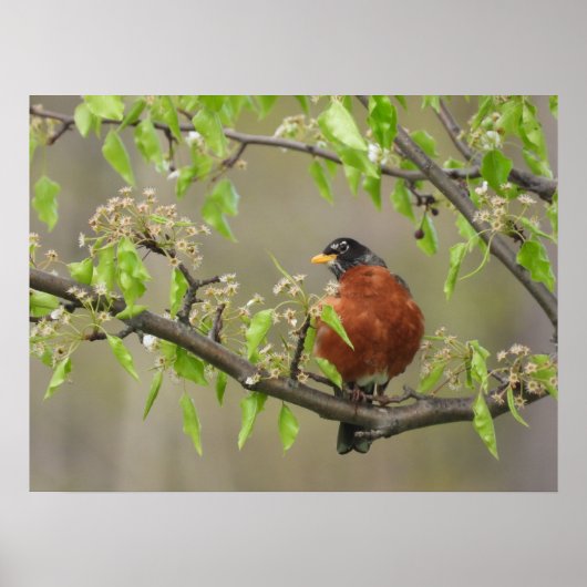 Amerikaans Robin en Spring Blossom Poster (Voorkant)