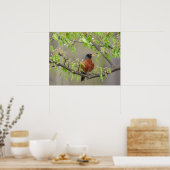 Amerikaans Robin en Spring Blossom Poster (Keuken)