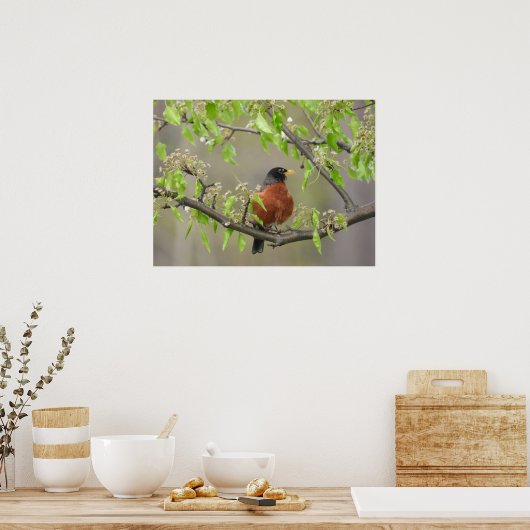 Amerikaans Robin en Spring Blossom Poster (Keuken)
