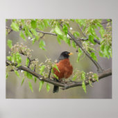 Amerikaans Robin en Spring Blossom Poster (Voorkant)