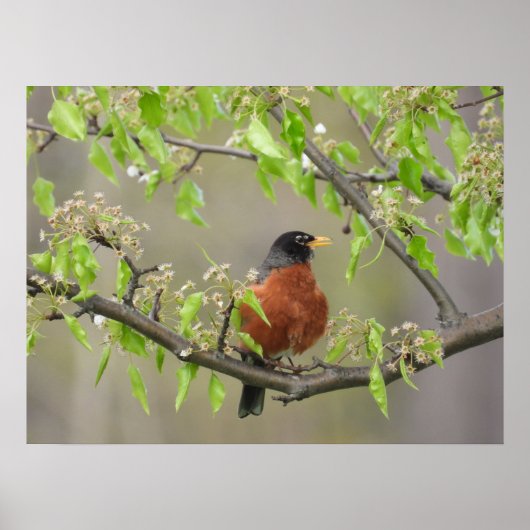 Amerikaans Robin en Spring Blossom Poster (Voorkant)