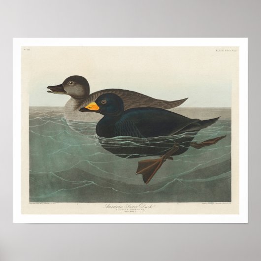 Amerikaans Scoter Duck van Audubon Poster (Voorkant)