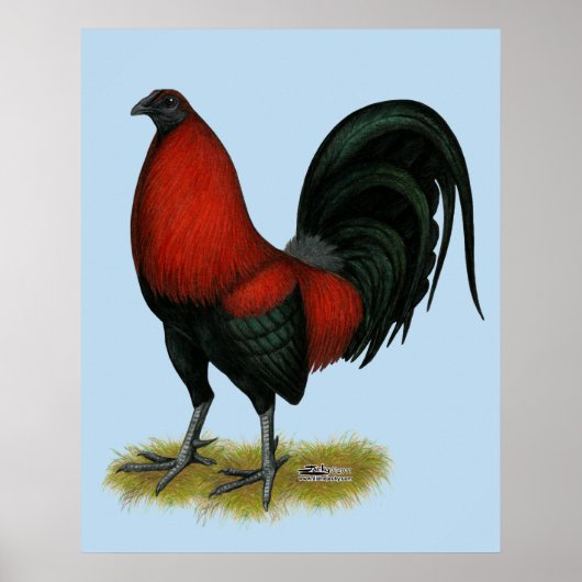 Amerikaans spel BB Zwarte Rode Haan Poster (Voorkant)